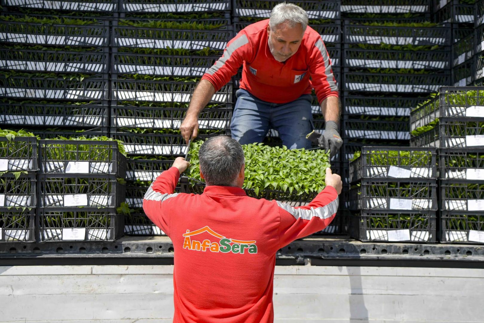 ABB’DEN 8 İLÇEDE ERKENCİ FİDE DESTEĞİ 