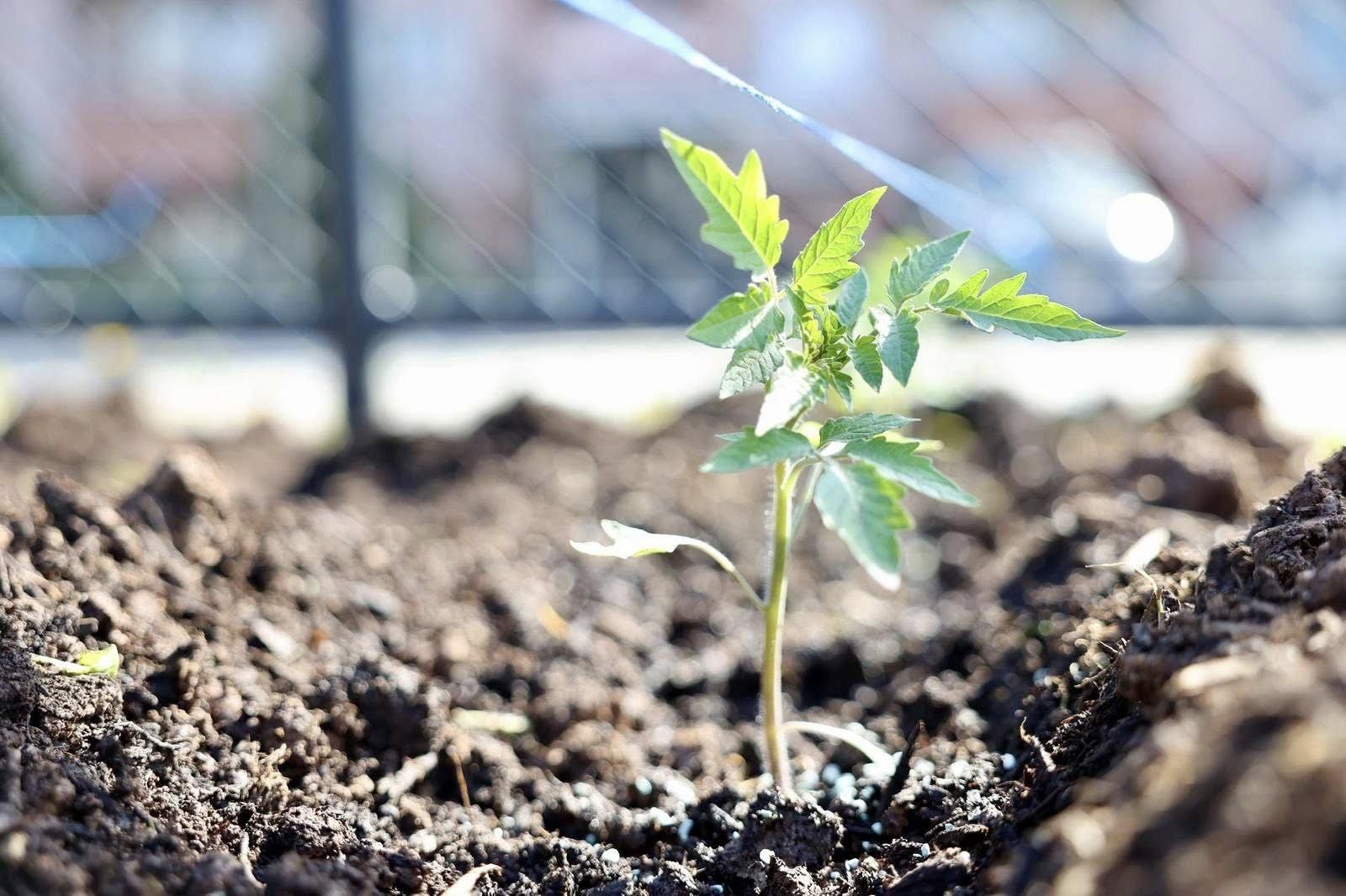 KÖRFEZ’DE ATA TOHUMU ÜRETİMİ BAŞLADI 