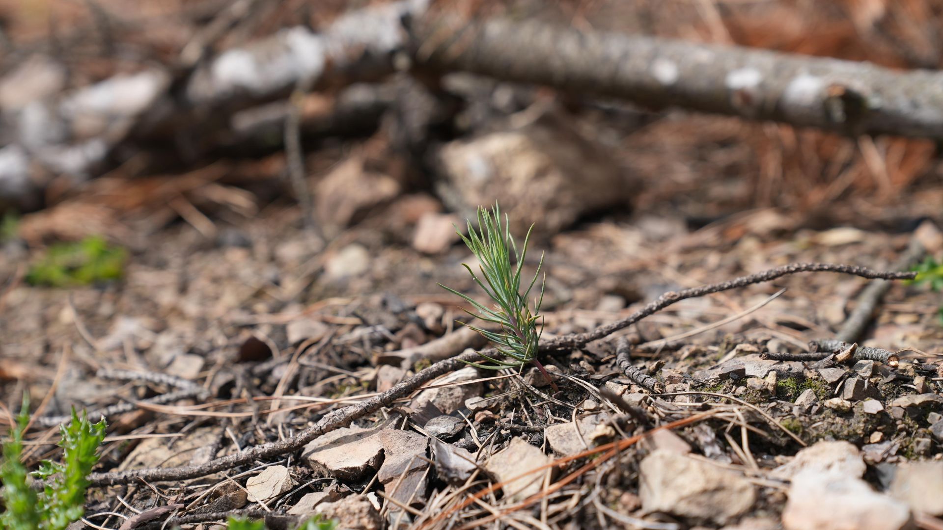 KÜLLERİNDEN DOĞAN DOĞA: İLK FİLİZLER GÖRÜLDÜ 