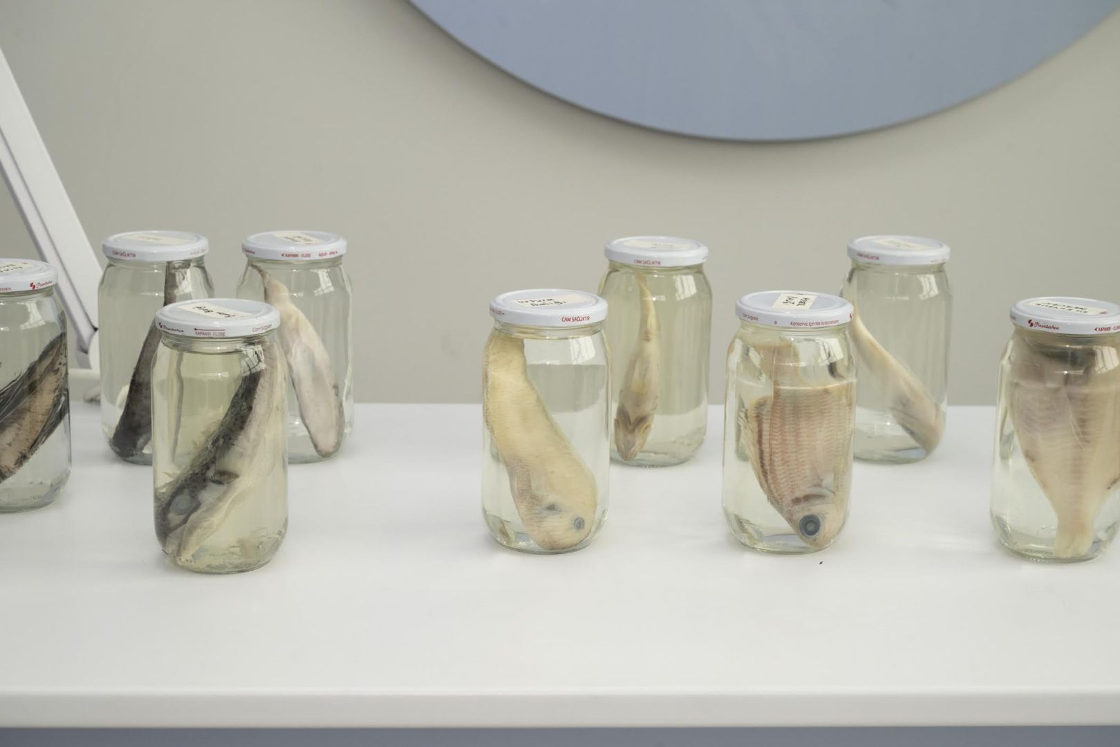 MERSİN’DE VATANDAŞ BİLİMİ SEFERBERLİĞİ 