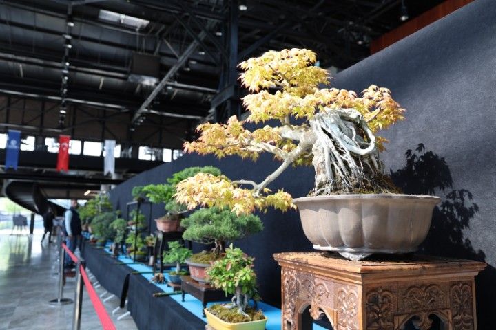 BONSAİ TUTKUNLARI KOCAELİ’DE BULUŞTU 