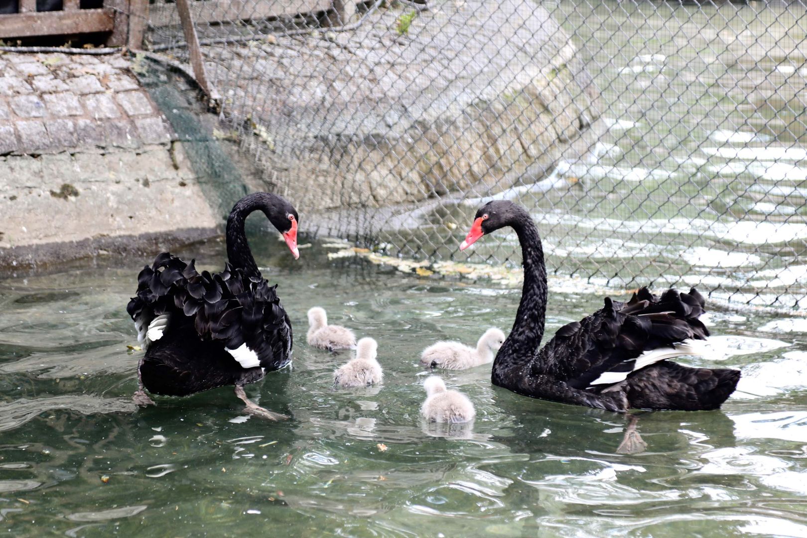 KUĞULU PARK'TA YAVRU SEVİNCİ 