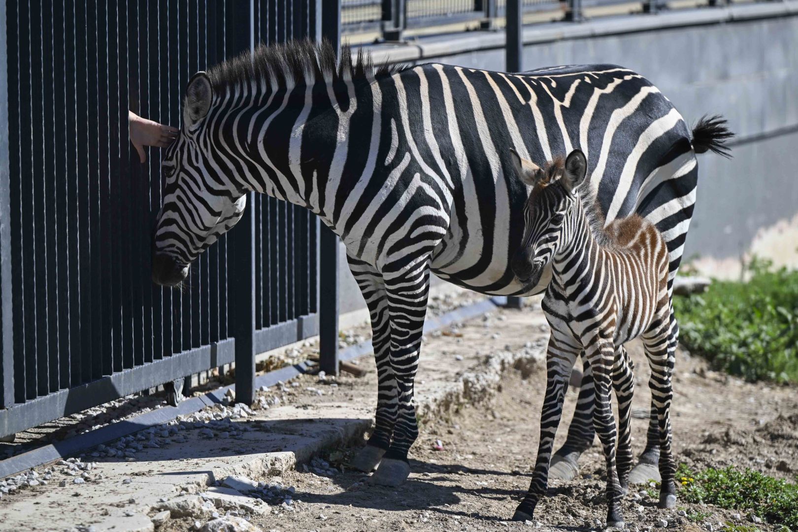 YAVRU ZEBRA BAŞKENT'İN YENİ GÖZDESİ 